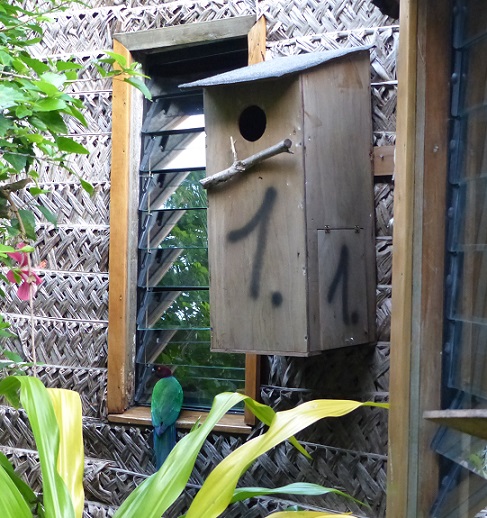 Parrot at window and nesting box on disused fale at Fafa
